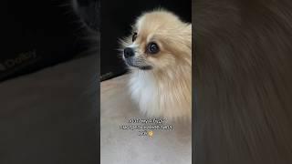 Мы поссорились  #pomeranian #померанскийшпиц #шпиц #немецкийшпиц #смешныеживотные #немецкийшпиц