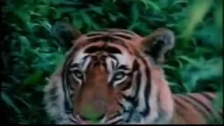 Incredible India Film