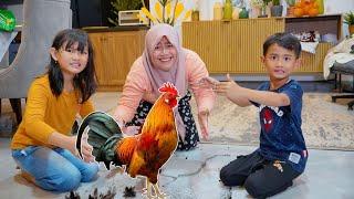 AYAM JAGO LEPAS BIKIN ONAR  PECAHIN PIRING DIRUMAH