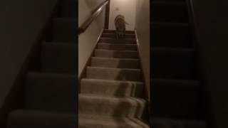 Dog walking down stairs in slow motion!!!!