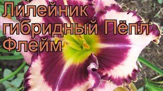 Лилейник гибридный Пёпл Флейм (hemerocallis)  обзор: как сажать, саженцы лилейника Пёпл Флейм