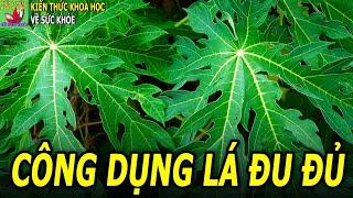 Lá đu đủ có tác dụng gì?