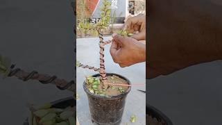 #jadebonsai #crassula #beautiful #bonsai banana sikhe