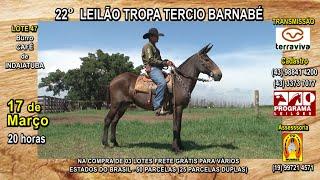 LOTE 47 - 22° LEILÃO TROPA TERCIO BARNABÉ - 17 de MARÇO (Segunda-feira) às 20 horas