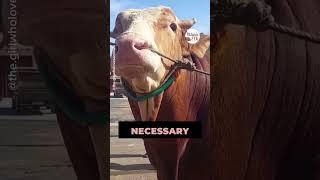 Is It REALLY Necessary? 
