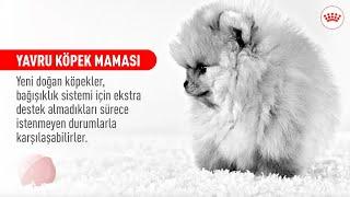 YAVRU KÖPEK MAMASI | YAVRU KÖPEĞİNİZİN BENZERSİZ İHTİYAÇLARINI KARŞILAYIN #ROYALCANIN