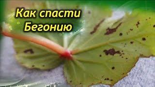 Как спасти Бегонию? Болезни Бегонии – причины и способы лечения.