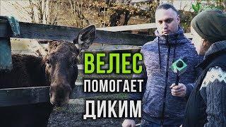 «Велес» помогает диким. Репортаж из Российского карантинного Центра диких животных  в Лен. области.