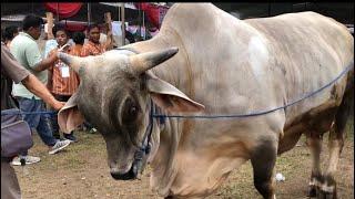 brahman bull heavyweight competition|brahman cow|jumbo cow|big cow|giant cow|funny cow