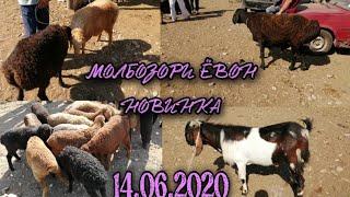 МОЛБОЗОРИ ЁВОН НАРХИ КУШКОР ТАКА БУЗ ГУСПАНД БАРАЧА НОВИНКА