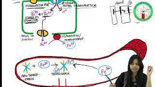 Iron Deficiency Anemia PART-I [ Iron Physiology , Absorption, transportation and storage of iron ]