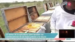 Crisis de la apicultura: la varroa castiga a la apicultura extremeña