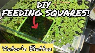 DIY Feeding Squares | Victor’s Bettas