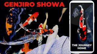 Choosing a Showa Koi - Genjiro Showa