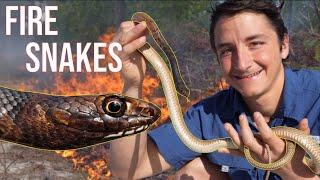 These Rare Snakes NEED Fire To Survive