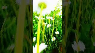 Nature in Czechia #nature #czech #trending #viralshort #shorts #summer