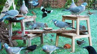 Cat TV ️ Birds & Squirrels Feed on Stools as Frost Melts ️ Cat enrichment video 4K HDR