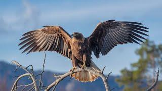 The Golden Eagle - Master of the Sky | wild eye documentaries