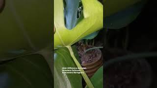 Difference between Monstera Deliciosa vs Monstera Borsigiana