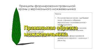 Принципы формирования правильной кроны у вертикального можжевельника.