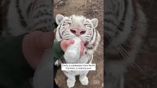 Adorable White Tiger Bottle-Fed by Zookeeper #Shorts