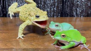 The anger management is not working！The toad gets angry at the frogs.  (frog and toad)