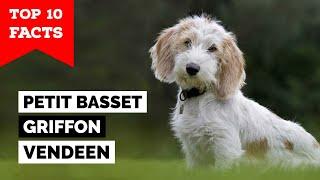 Petit Basset Griffon Vendeen - Top 10 Facts