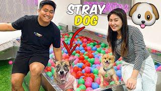 Giving a STRAY DOG the BEST DAY of its Life!