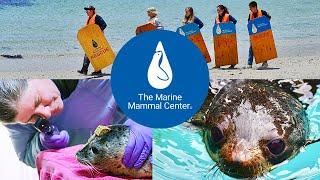 An Introduction to The Marine Mammal Center