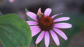 Biene sammelt Nektar Roter Scheinsonnenhut 'Magnus'  (Echinacea purpurea 'Magnus')