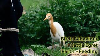 Bird Activities | Cattle Egret | Feeding On Cattle Ticks and Flies