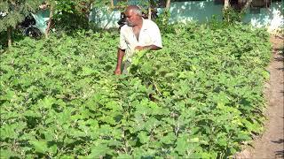 A. KATTUPADI FARMERS, Brinjal Farming, Rayappa Kasi