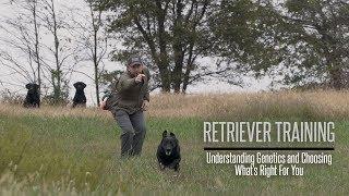 Understanding Genetics and Choosing What Retriever is Right For You - Hunting Dog Training