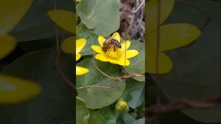  #beekeepers #bee #nature #beekeeper #animals #insects #beekeeping #spring #flowers #flower #bees