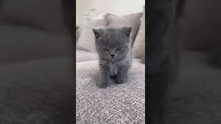 gatti divertenti,gatti,video divertenti di gatti,animali cute cats cute domestici