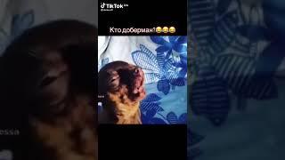 кто доберман? #чихуахуа #funmoments #funnyvideo #dog