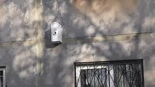 Tit in a birdhouse on the 2nd floor of the house