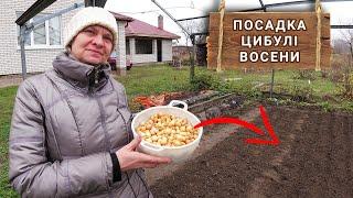 Посадка цибулі восени