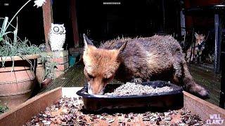 Mum and aunty fox...