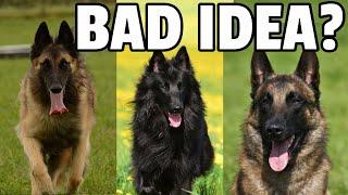 8 Things to Know Before Getting a Belgian Shepherd Dog