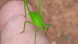 I met a gem-like katydid larva in the weeds