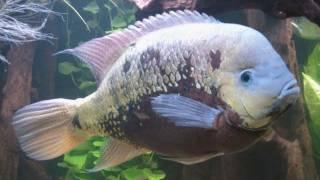 [HD] 14 INCH PANTANO CICHLID! YOUTUBE RECORD! 35cm C. pearsei @ Zierfische & Aquarium 2010 [22/53]