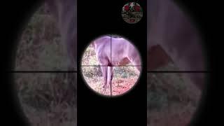 Perfect Shot on 10-Point Monster #scopecam #viral #texas #hunting #shooting #bigbuck #deer #gunops