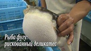 Рыба фугу: рискованный деликатес / Fugu-fish: risky Japanese delicacy / フグ