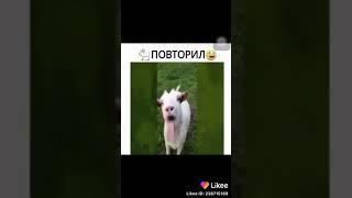 Ечки