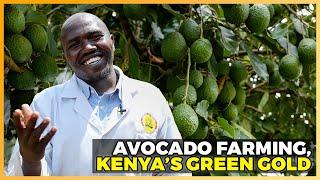 Avocado Farming Techniques: The Secrets Behind Kenya's Green Gold