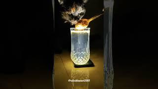 magic  water #trend #trending #trendingshorts #trendingvideo #trendingreels #magic #turmaric #cat
