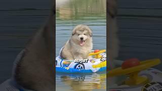 3 Interesting Facts About Dogs 