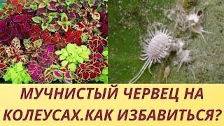 МУЧНИСТЫЙ ЧЕРВЕЦ НА КОЛЕУСАХ. КАК ИЗБАВИТЬСЯ ЗА ОДНУ ОБРАБОТКУ? МЕРЫ ДЛЯ УНИЧТОЖЕНИЯ ВРЕДИТЕЛЯ.