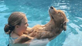 Dog Takes Nap In Swimming Pool